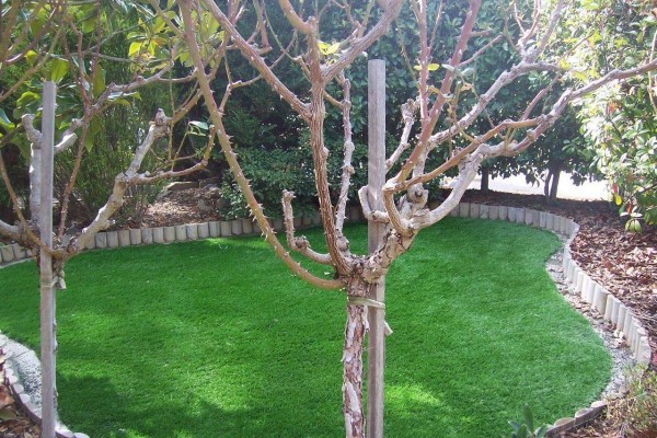 Garden artificial grass